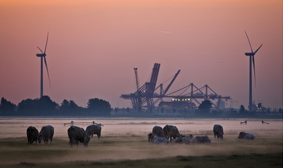 Koeien in wei, met industrie en windmolen op de achtergrond.