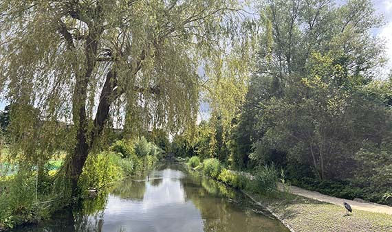 Natuurvriendelijke oevers in het nieuwe Spoorpark Zuid in Amsterdam