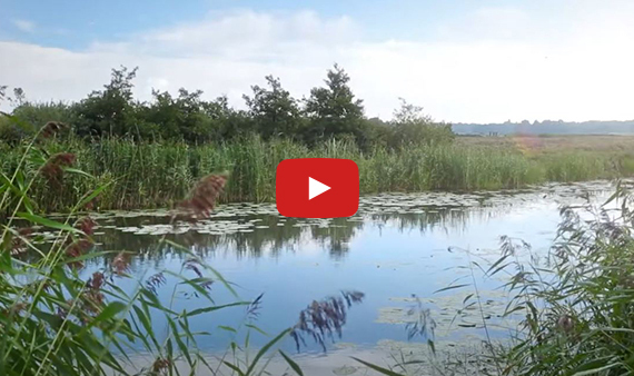 Video Naardermeer Ankeveen