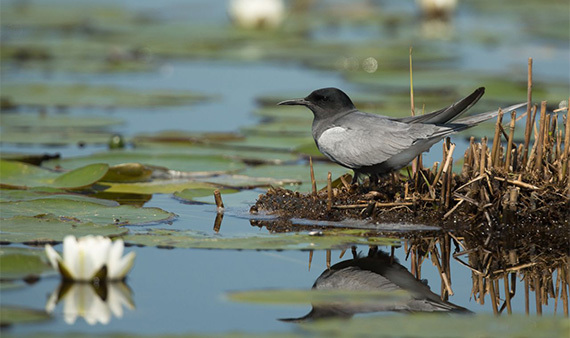 Zwarte stern aan het water. Foto: Natuurmonumenten