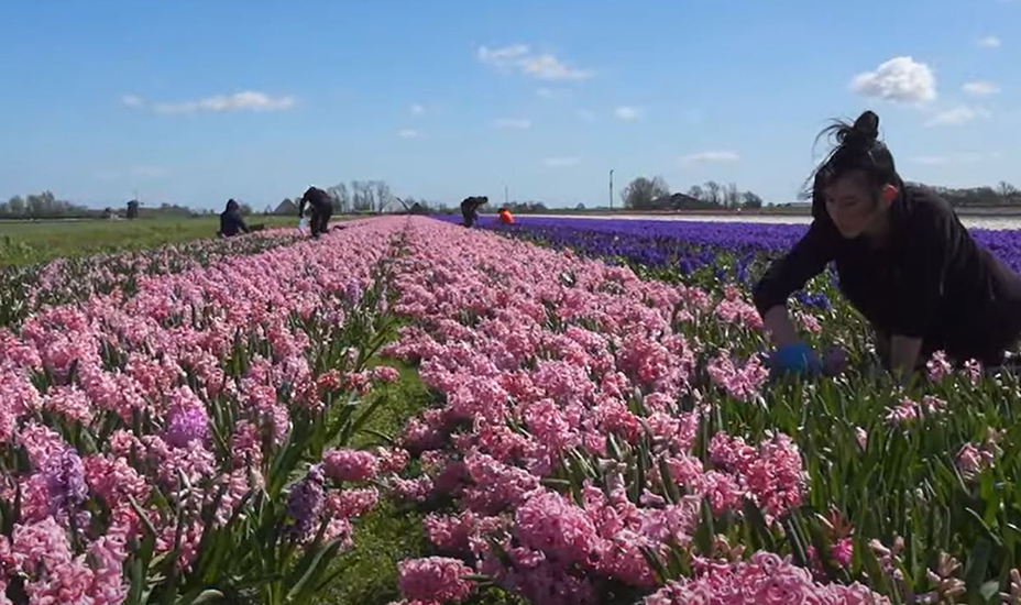 Video: Interview John Huiberts over biologische geteelde hyacinten