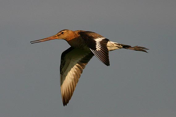 De grutto, een weidevogel, in vlucht